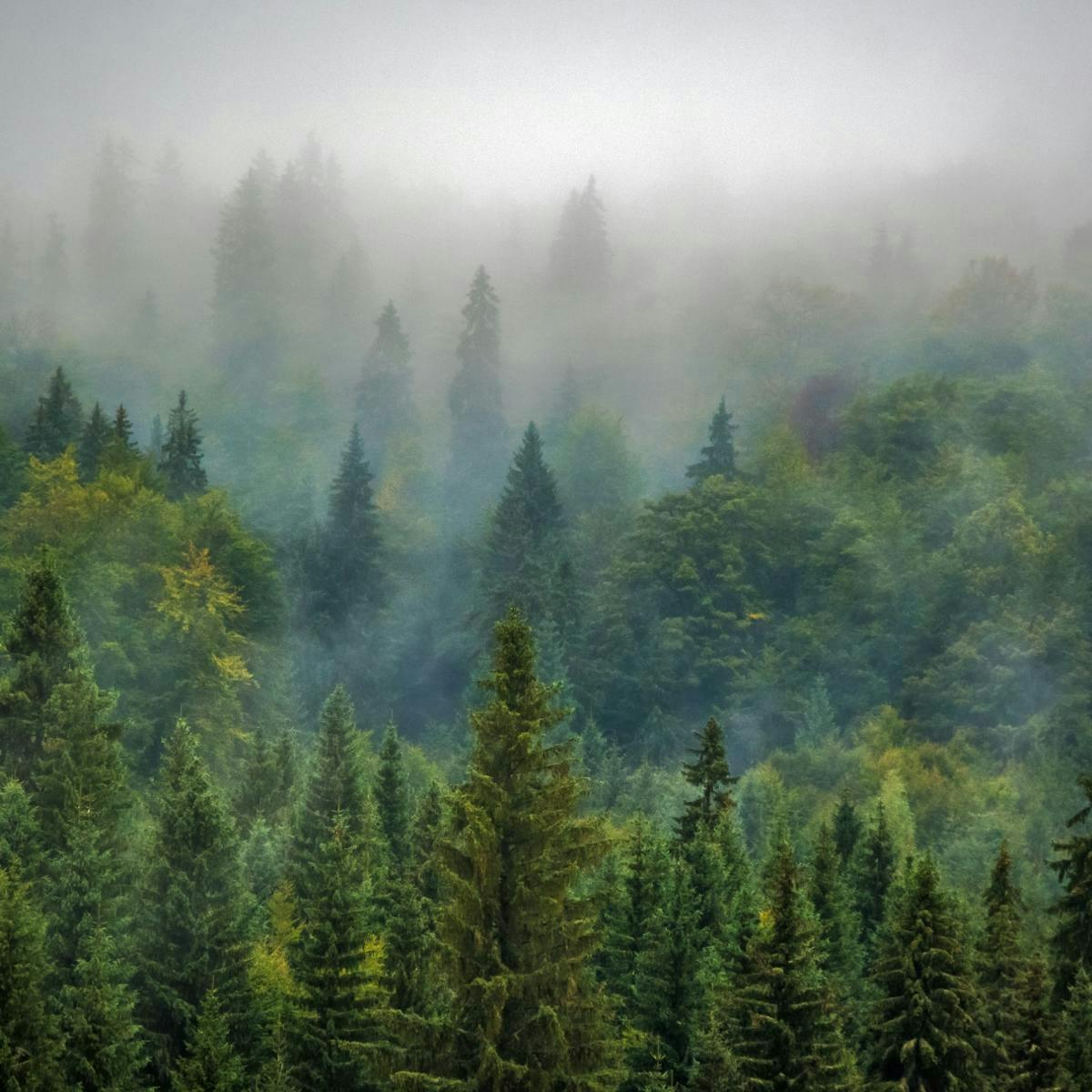 A forest full of trees covered in mist.
